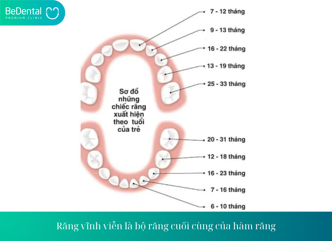 Rang vinh vien la bo rang cuoi cung cua ham rang