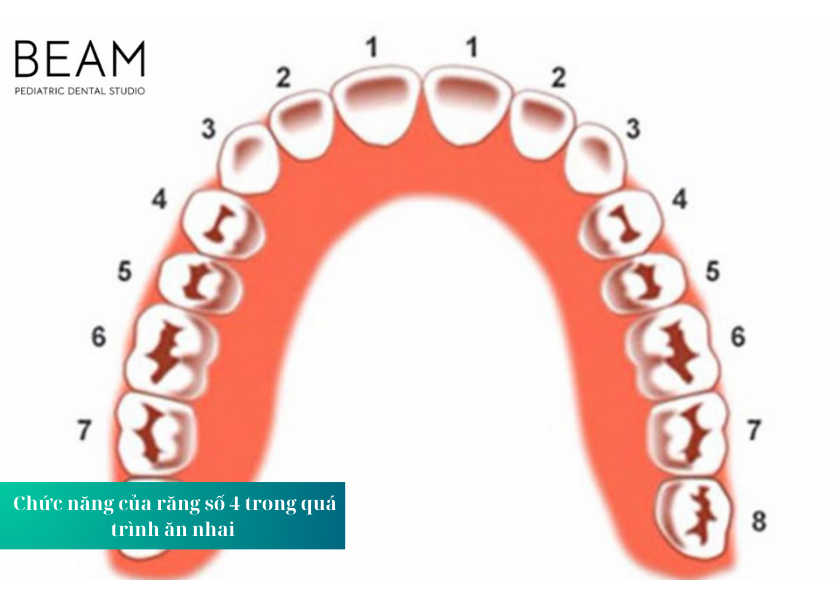 Chức năng của răng số 4 trong quá trình ăn nhai