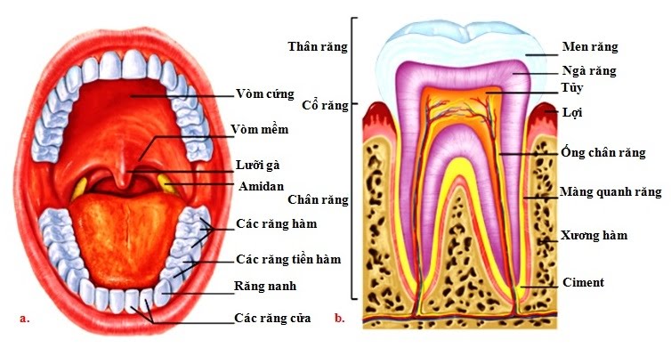  Cấu tạo của răng người 