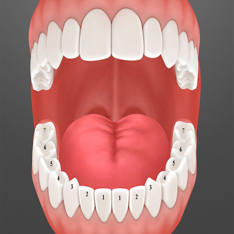 Tỷ lệ giữa răng và nướu 